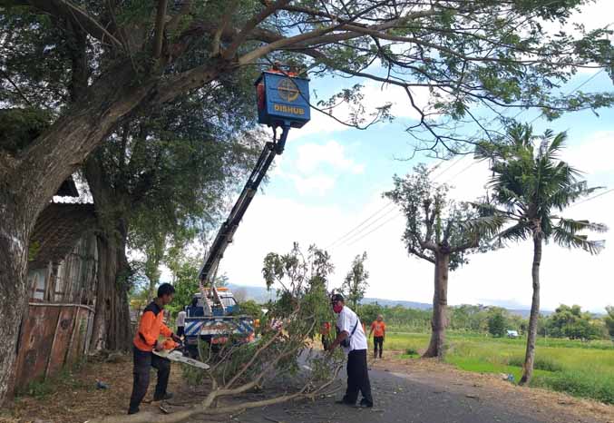 RAWAN: Petugas sedang memangkas pohon di ruas jalan Kecamatan Krejengan - Gading. (Foto: Dok. Radar Bromo)