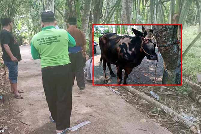 PENCARIAN: Perangkat Desa Rejing dibantu warga mencari di Desa Pedagangan. Namun belum ditemukan. Inset, sapi milik Sunum yang ditemukan di Desa Pesawahan. Setelah ditemukan langsung dibawa pulang. (Foto: Pemdes Rejing for Jawa Pos Radar Bromo)