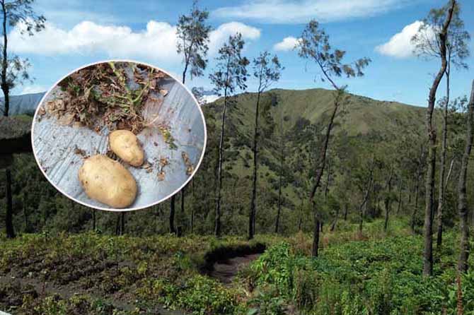 PANEN DINI: Lahan pertanian yang rusak karena cuaca di Tosari. Inset, tanaman kentang mati menghitam. (Foto: M Rosyidi/Jawa Pos Radar Bromo)