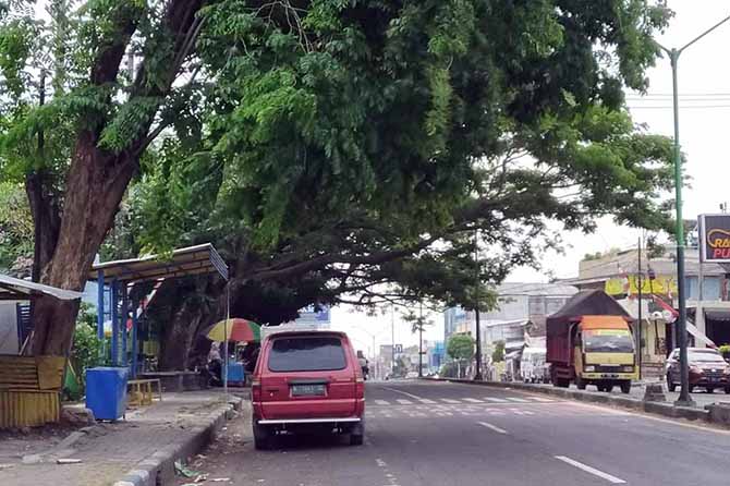 RIMBUN: Sejumlah pohon di depan SDN Jogosari I, Jalan R.A. Kartini, Pandaan, terlihat rimbun. Kondisi pohon ini dinilai rawan tumbang. (Foto: Rizal Fahmi Syatori/Jawa Pos Radar Bromo)