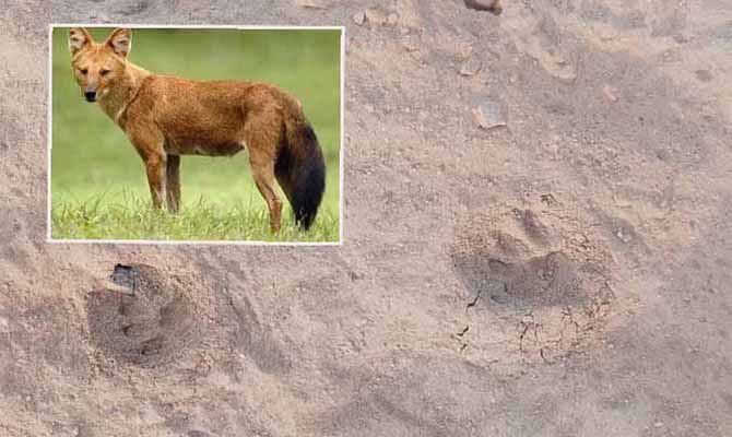 MASIH ADA: Jejak di Lautan Pasir Bromo yang diperkirakan ajak atau anjing hutan. (Foto: Istimewa)