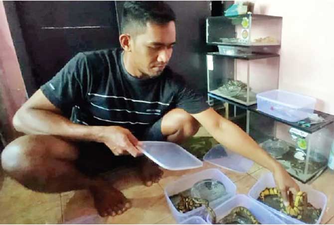 TERNAK: Muhammad Idris, 24, warga Desa Winongan Kidul, Kecamatan Winongan, Kabupaten Pasuruan, menunjukan beberapa ekor ular piton yang diternaknya. (Mukhamad Rosyidi/jawa Pos radar Bromo)