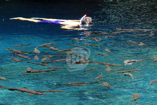 BANYAK: Ikan tombro atau sengkaring di kolam alami Banyubiru. (Foto: M Zubaidillah/Jawa Pos Radar Bromo)