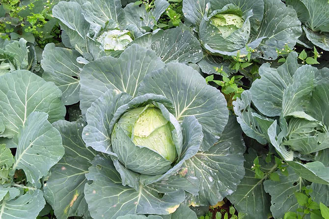 Pertanian kubis di Tosari, difoto beberapa waktu lalu. Saat ini, petani resah karena harga jual kubis yang anjlok. (Dok. Radar Bromo)