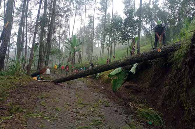 DAMPAK BENCANA: Warga Desa Andonosari memotong pohon pinus yang roboh melintang ke tengah jalan. (Istimewa)