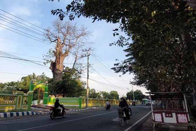 MENYIMPAN MISTIS: Pohon randu yang berada di TPU Jrebeng Lor. (Foto: Rizky Putra Dinasti/Jawa Pos Radar Bromo)