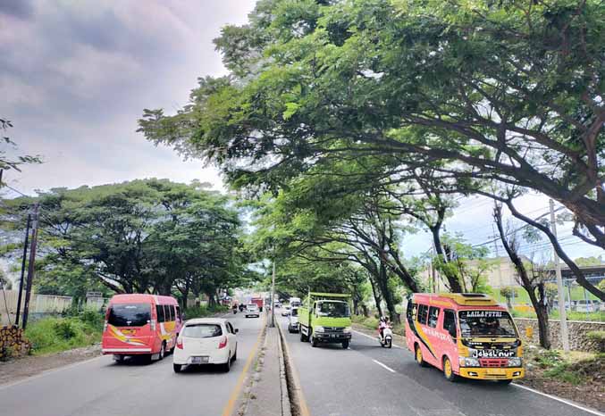 LEBAT: Sejumlah pohon di tepi Jalan Raya Jetak, Desa Karangjati, Kecamatan Pandaan, rimbun. (Foto: Rizal Fahmi/Jawa Pos Radar Bromo)