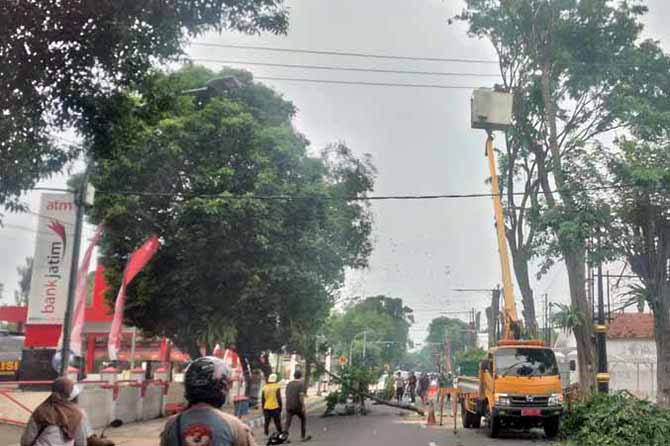 DIPANGKAS: Sejumlah pohon perindangan di Jalan Pahlawan Kota Pasuruan dipangkas Senin (21/11) pagi. (Foto: Fuad Alyzen/Jawa Pos Radar Bromo)