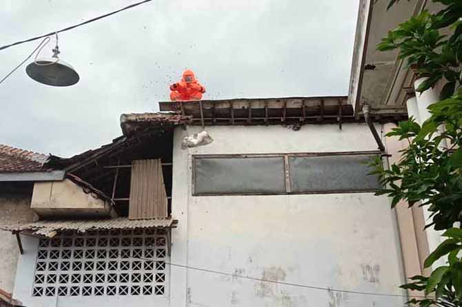ATAP RUMAH: Personel damkar mengevakuasi sarang tawon di Gondangwetan. (Foto: BPBD Kota Pasuruan for Jawa Pos Radar Bromo)