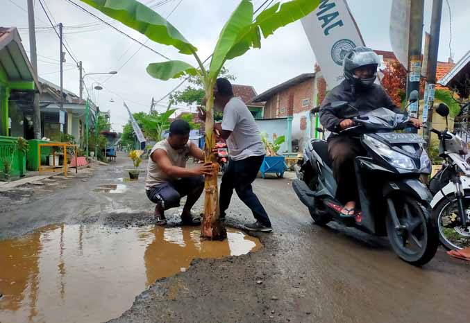 TAK SABAR: Warga memasang lagi pohon pisang di tengah Jalan Lumpang Bolong Jumat (25/11). (Foto: Iwan Andrik/Jawa Pos Radar Bromo)