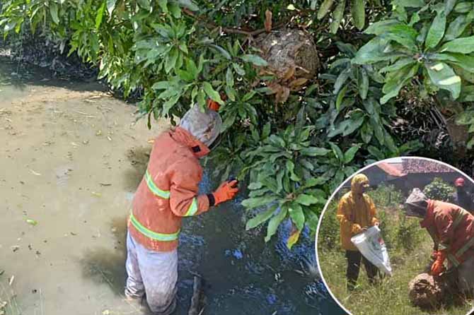 DI MUARA: Personel tim animal rescue saat mengevakuasi sarang tawon vespa di Desa Curahsawo, Gending. (Foto: Achmad Arianto/Jawa Pos Radar Bromo)
