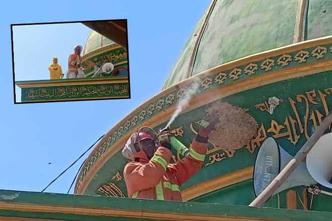 SUKA KETINGGIAN: Personel damkar mengevakuasi sarang tawon vespa di sebuah masjid yang ada di Desa Banjarsari, Sumberasih. Selain membuat sarang di ketinggian, tawon vespa biasanya kerap membuat sarangnya di dekat permukiman. (Foto: Damkar for Jawa Pos Ra