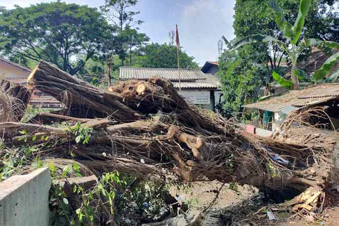 TUTUP JALAN: Batang pohon beringin masih melintang di jalan masuk kantor Pepabri Pandaan, Jalan Patimura, sampai Senin (21/11). (Foto: Rizal F Syatori/Jawa Pos Radar Bromo)