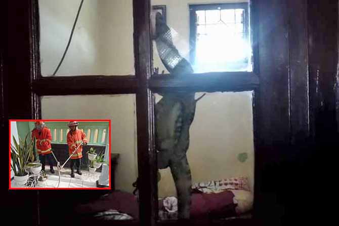 BERHASIL: Biawak yang ada di kamar Novan, warga Bugul Kidul. Inset, Petugas Damkar Kota Pasuruan mengamankan ular kobra di rumah warga Bugul Kidul, Jumat (23/12). (Foto: BPBD Kota Pasuruan for Jawa Pos Radar Bromo)