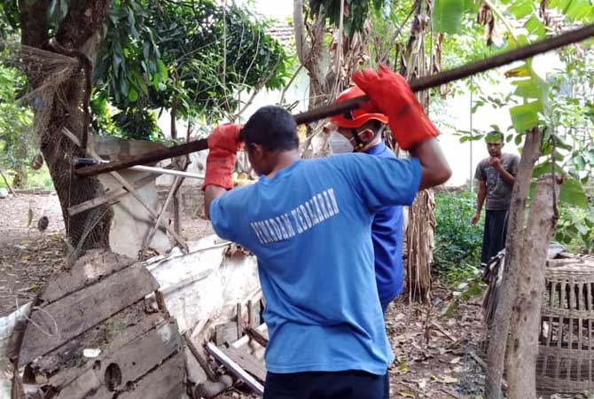 EVAKUASI: Personel Damkar Kabupaten Probolinggo mengevakuasi ular sebelum mengevakuasi sarang tawon vespa.