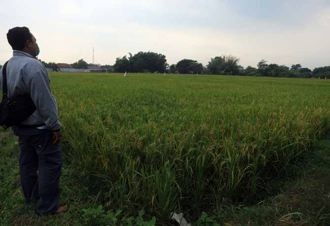 TUNGGU PANEN: Lahan sawah di Dringu yang ditanam padi. Bulog optimistis panen padi di sisa musim hujan bisa menambah stok beras di gudang. (Foto : Zainal Arifin/Jawa Pos Radar Bromo)