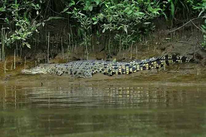 BESAR: Buaya yang diperkirakan ada di muara sungai Bayeman. (Foto: Istimewa)