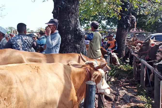 LESU: Suasana Pasar Hewan Besuk saat pagi hari. Wabah PMK ikut menurunkan aktivitas jual-beli dan mempengaruhi pemasukan retribusi. (Foto: Dok. Radar Bromo)
