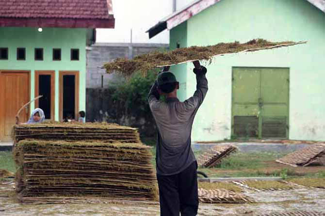 POTENSIAL: Petani tembakau di Kraksaan menjemur hasil panennya. Dengan pembangunan kawasan hasil industri tembakau diharapkan mengangkat perekonomian. (Foto: Dok. Radar Bromo)
