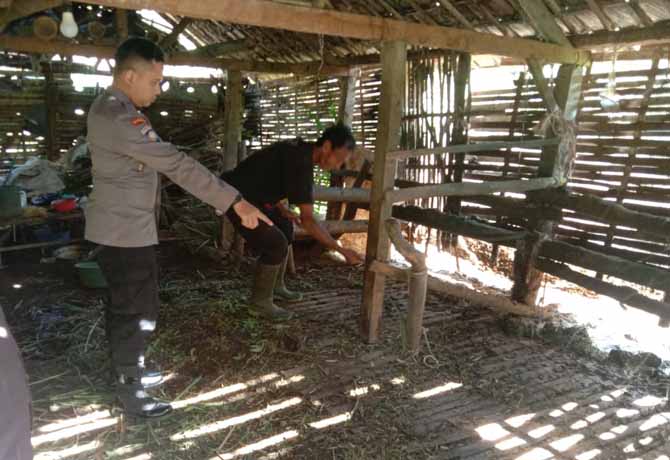 KOSONG: Petugas Polsek Nongkojajar mengecek kandang sapi milik Fauzi yang sapinya dicuri, lalu ditinggalkan pelaku. (Foto: Polsek nongkojajar for Jawa Pos Radar Bromo)