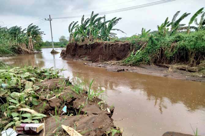 AKIBAT HUJAN: Tanggul di Sungai Petung yang jebol usai hujan mendera beberapa waktu lalu. Jebolnya tanggul membuat petambak bandeng jelak banyak merugi. (Foto: M Busthomi/Jawa Pos Radar Bromo)