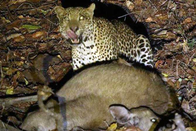 Ilustrasi macan tutul yang sempat terekam kamera trap di Hutan Baluran.