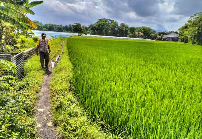SEMPIT: Bendahara Desa Sumberkledung Sanuji melintasi pematang sawah RT 3/RW 1, Dusun Bataan. Jalan ini akan dilebarkan agar mampu dilintasi kendaraan roda empat. (Foto: Achmad Arianto/Jawa Pos Radar Bromo)