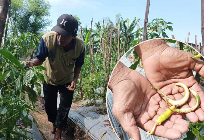 PASRAH: Baijuri salah satu petani di Kamalkuning, Krejengan melihat lahan cabai besar  miliknya yang terserang hama lalat buah. Inset; cabai merah mili wasik yang rontok sebelum matang akibat terserang hama lalat buah. (Foto: Agus Faiz Musleh/Jawa Pos Rad