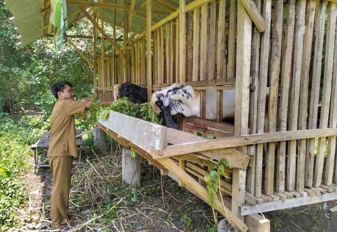 SEHAT: Operator Desa Alassumur Kulon Andry Dermawan memberi pakan kambing yang menjadi salah satu unit usaha BUMDes. (Foto: Achmad Arianto/Jawa Pos Radar Bromo)