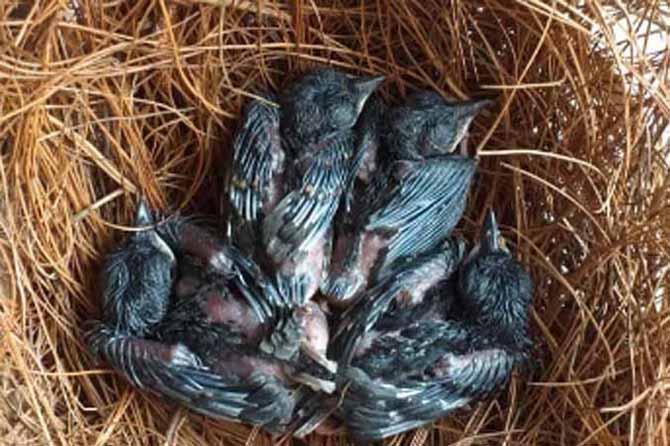 CALON PENERUS: Sejumlah burung hasil ternak di rumah Margono. (Foto: Istimewa)