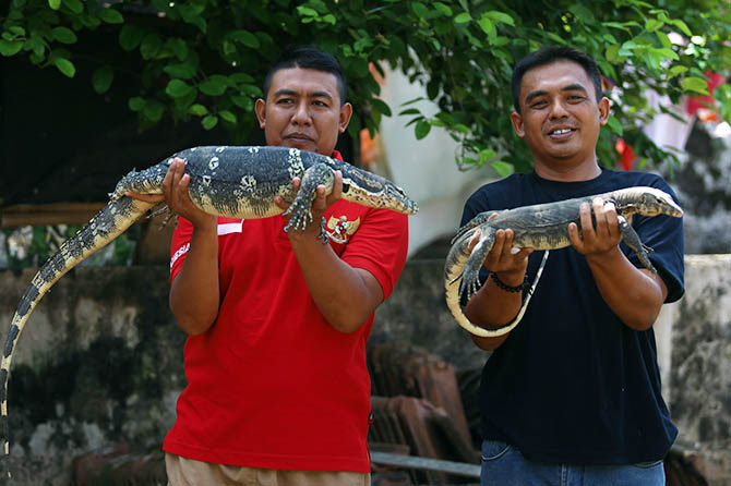 PELIHARAAN: Ribut Faidi (kiri) dan Bambang Kurniawan, menunjukkan biawak peliharaannya. Mereka memastikan biawak aman dipelihara. (Zainal Arifin/Radar Bromo)