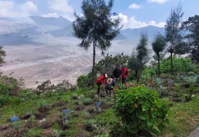 BUNGA ABADI: Penanaman edelweis di sebelah kantor TNBTS. Bunga ini bukan hanya jadi ikon Bromo, tapi juga jadi sarana untuk ritual. (Foto: Rizky Putra Dinasti/Jawa Pos Radar Bromo)