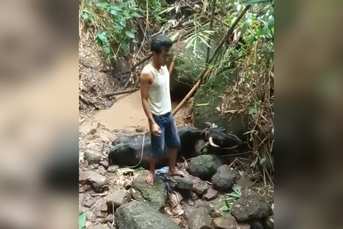 SEBELUM DIEVAKUASI: Sapi milik Siamar yang jatuh ke jurang di Desa Wonogoro, Lumbang, Kamis (1/6) sore. (Foto: Istimewa)