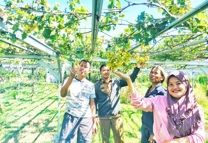 TERUS DIKEMBANGKAN: Salah satu kebun anggur yang dikembangkan di RT 1/ RW 4, Kelurahan Jrebeng Lor, Kedopok. (Arif Mashudi/ Radar Bromo)
