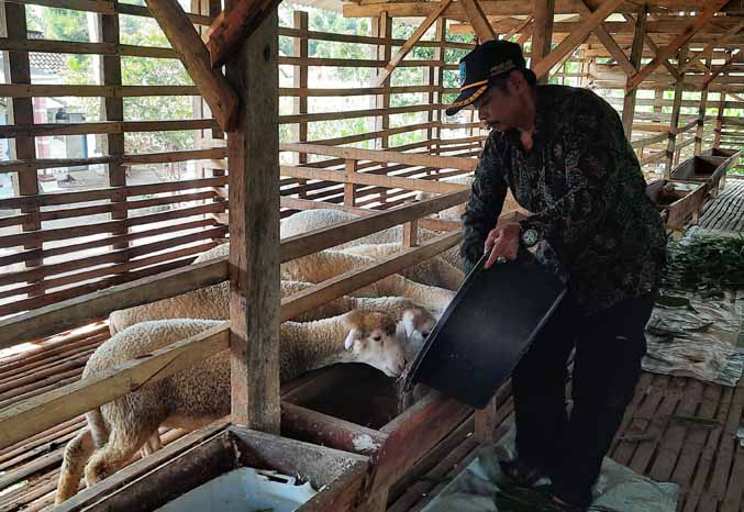 SUDAH DIPROGRAM: Kades Pohsangit Ngisor memberi pakan ternak domba di kadang di Dusun Kolor. (Foto: Fahrizal Firmani/Jawa Pos Radar Bromo)