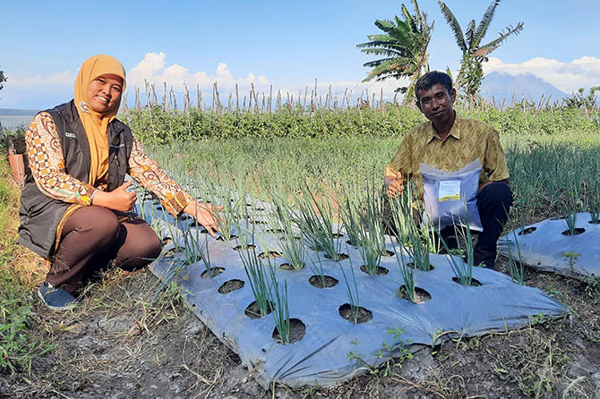 SINERGI: Budiono (kanan) bersama Ika Ratmawati di lahan yang ditanami bawang prei. (Fahrizal Firmani/Jawa Pos Radar Bromo)