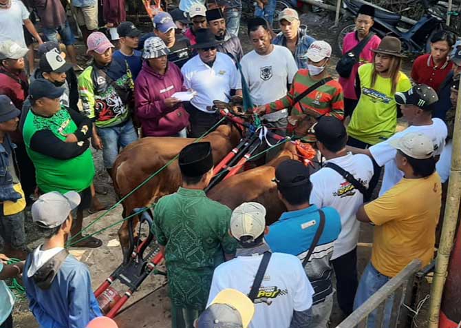 SIAP BERLOMBA: Peserta yang akan menempuh star di lomba karapan sapi di Desa Tempuran, Bantaran. Lomba ini memperebutkan piala bupati. (Foto: Istimewa)