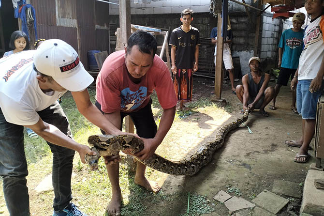 JADI TONTONAN: Warga menunjukkan ular sono kembang yang diamankan dari gudang kosong dekat kandang ayam warga. (Rizal Syatori/Radar Bromo)