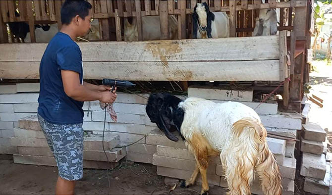PAKAI HAIR DRIYER: Samsi mengeringkan kambingnya usai dimandikan dengan hair dryer. (Mukhamad Rosyidi/Radar Bromo)