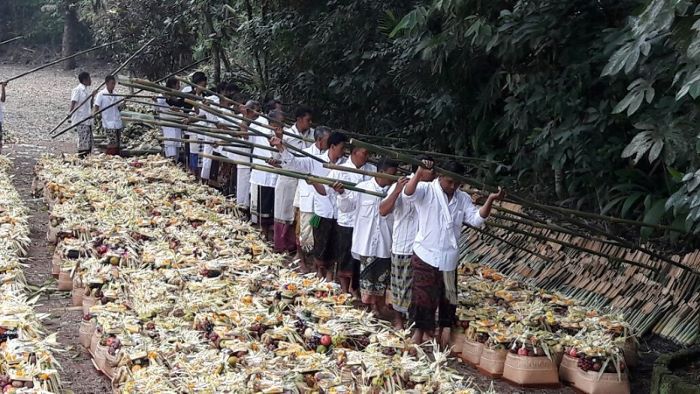 Tradisi Memenjor masih dilestarikan krama Hindu, Desa Adat Sekardadi, Kecamatan Kintamani, Bangli, Bali