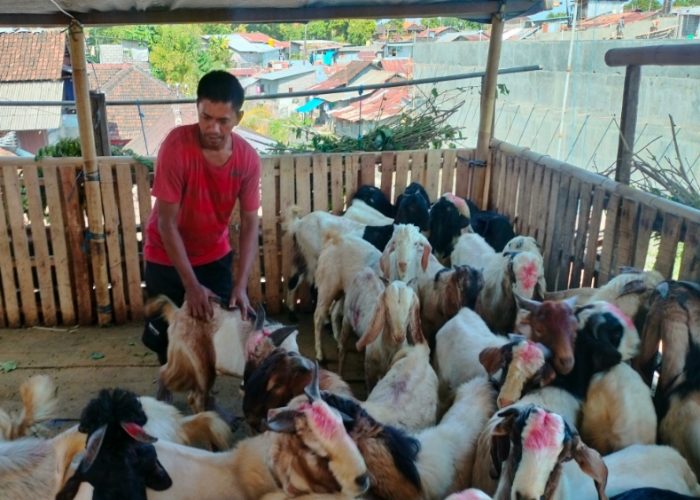 NAIK : Salah satu pedagang kambing di Denpasar.