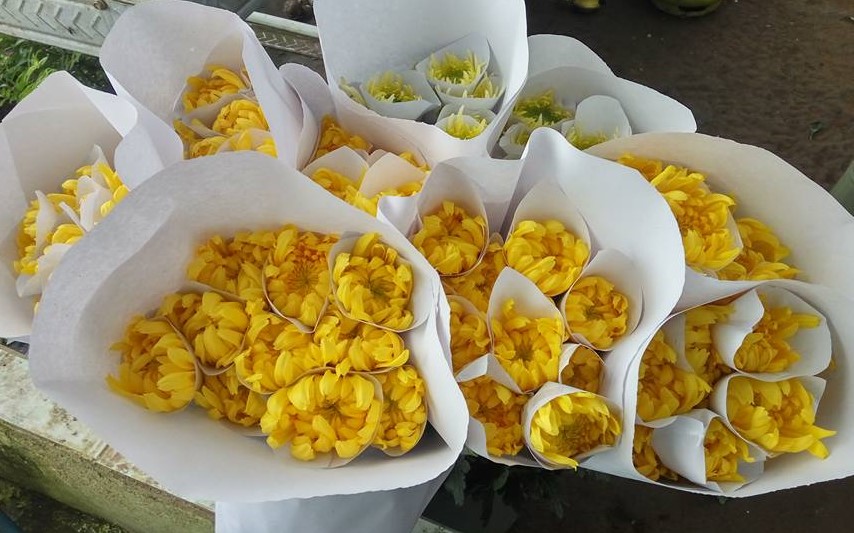 Bunga krisan yang diproduksi petani bunga di Desa Pancasari, Kecamatan Sukasada, Buleleng, Bali.