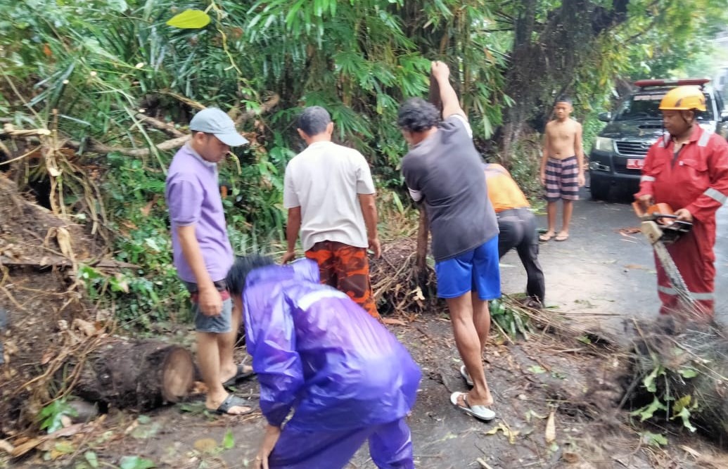 Petugas BPBD Karangasem melakukan penanganan pohon tumbang di Banjar Dinas Kodok, Desa Ulakan, Kecamatan Manggis,  Karangasem, Minggu 2 Juli 2023 pagi.
