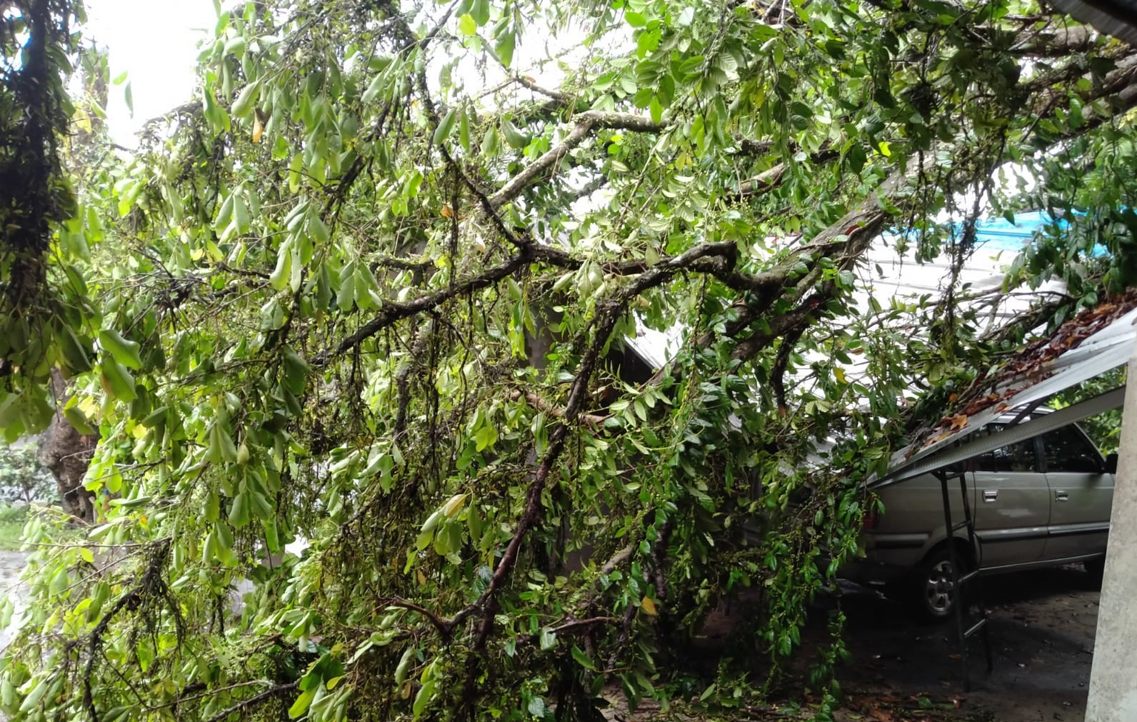 Pohon tumbang di dua lokasi di Tabanan akibat hujan sejak Sabtu 1 Juli 2023.