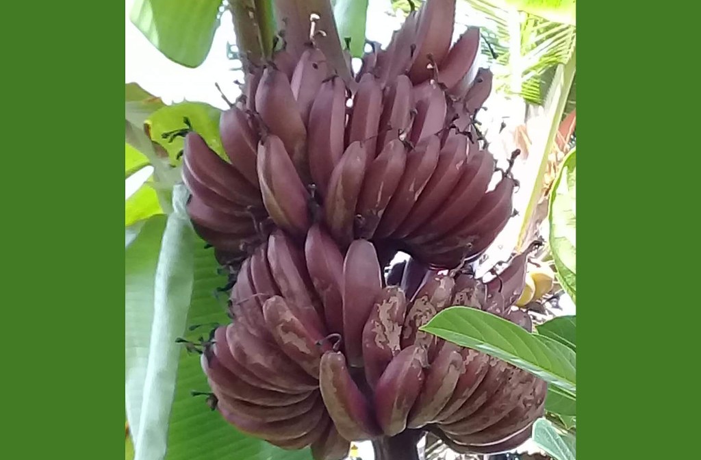 SARANA UPACARA HINDU: Pisang Tembaga yang digunakan sebagai sarana wajib untuk banten sesayut pasupati saat Tumpek Landep.