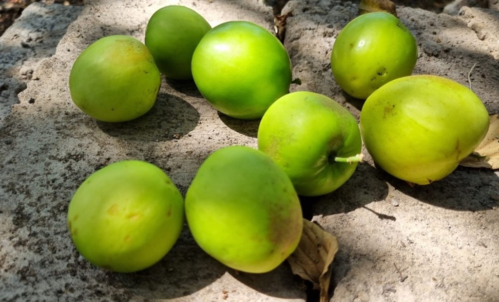 Bekul atau bidara merupakan salah satu tanaman tropis. Tanaman ini dapat tumbuh dalam cuaca panas serta kontur tanah yang kering.