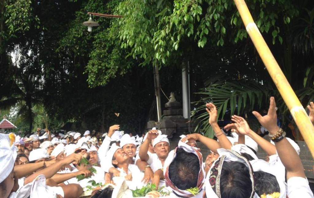 MAKNA DAUN BAGI UMAT HINDU: Ngangget don bingin saat proses memukur menjadi prsosesi penting dengan menggunakan daun beringin.