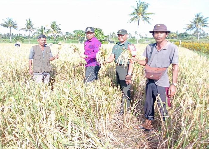PANEN : Panen padi pola organik di Subak Purna Jaya di Lebih.