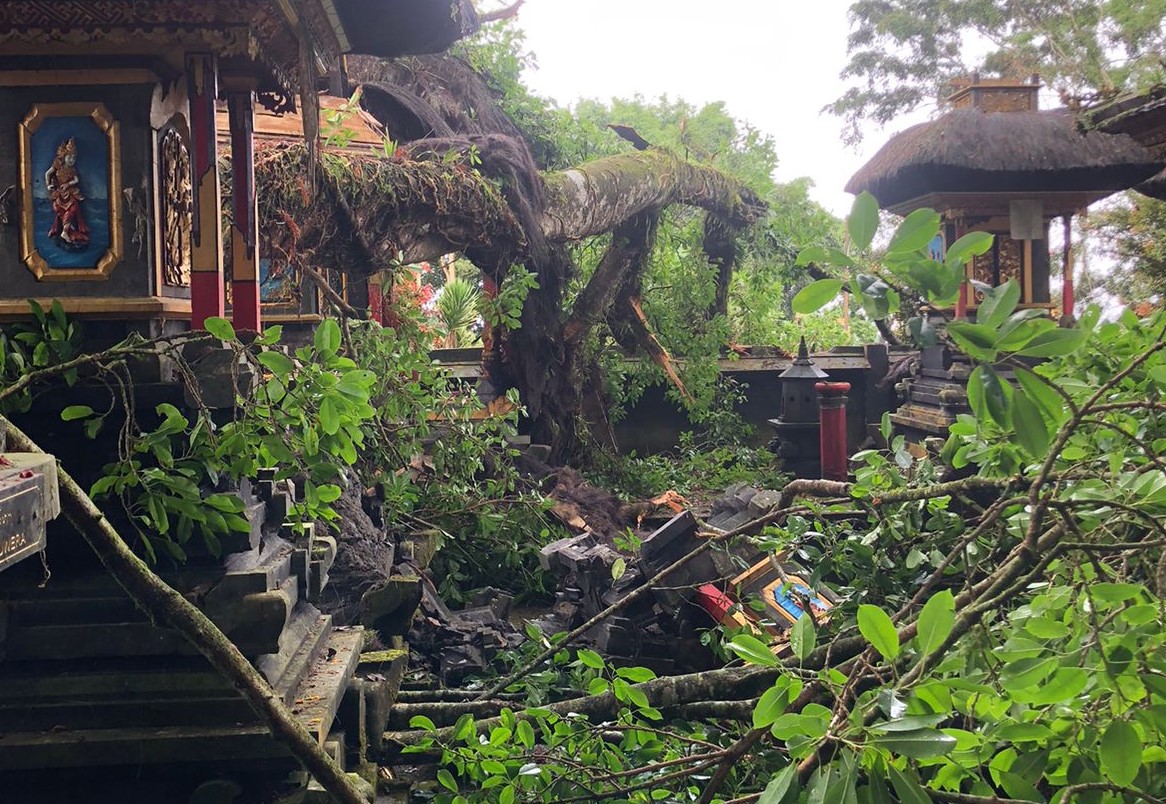 Pohon beringin di Pura Bukit Indrakila tumbang dan menimpa palinggih.
