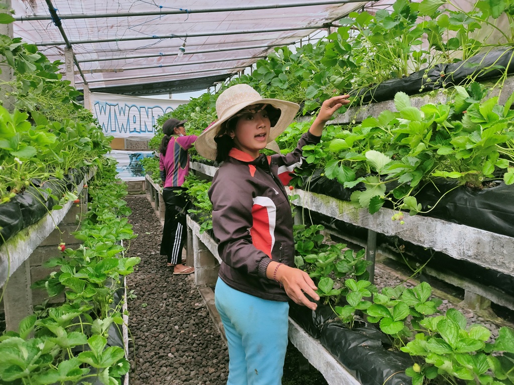 WISATA DI BALI: Strawberry Pancasari yang diolah menjadi dodol.